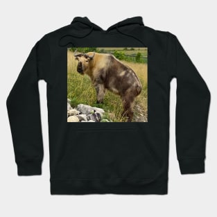 Are you Takin to me? Hoodie